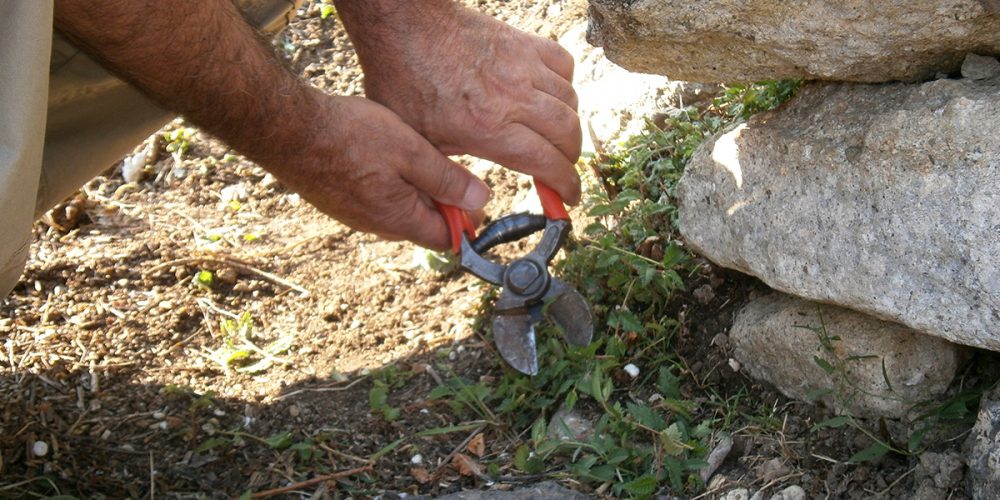 Cleaning of the archaeological sites